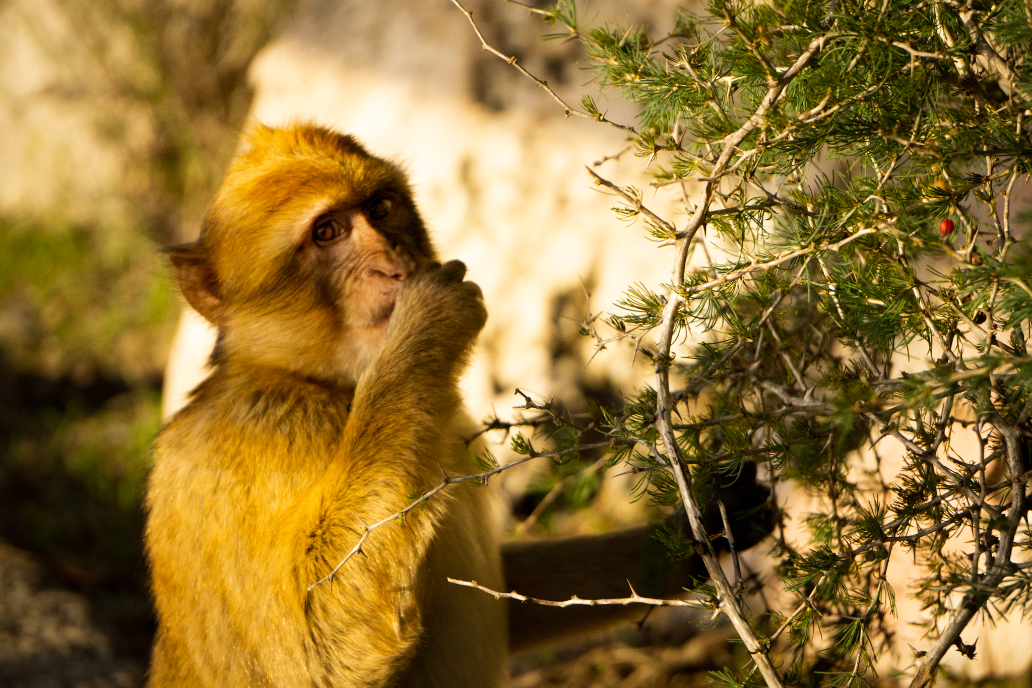 Frei lebender Affe auf dem Fels von Gibraltar