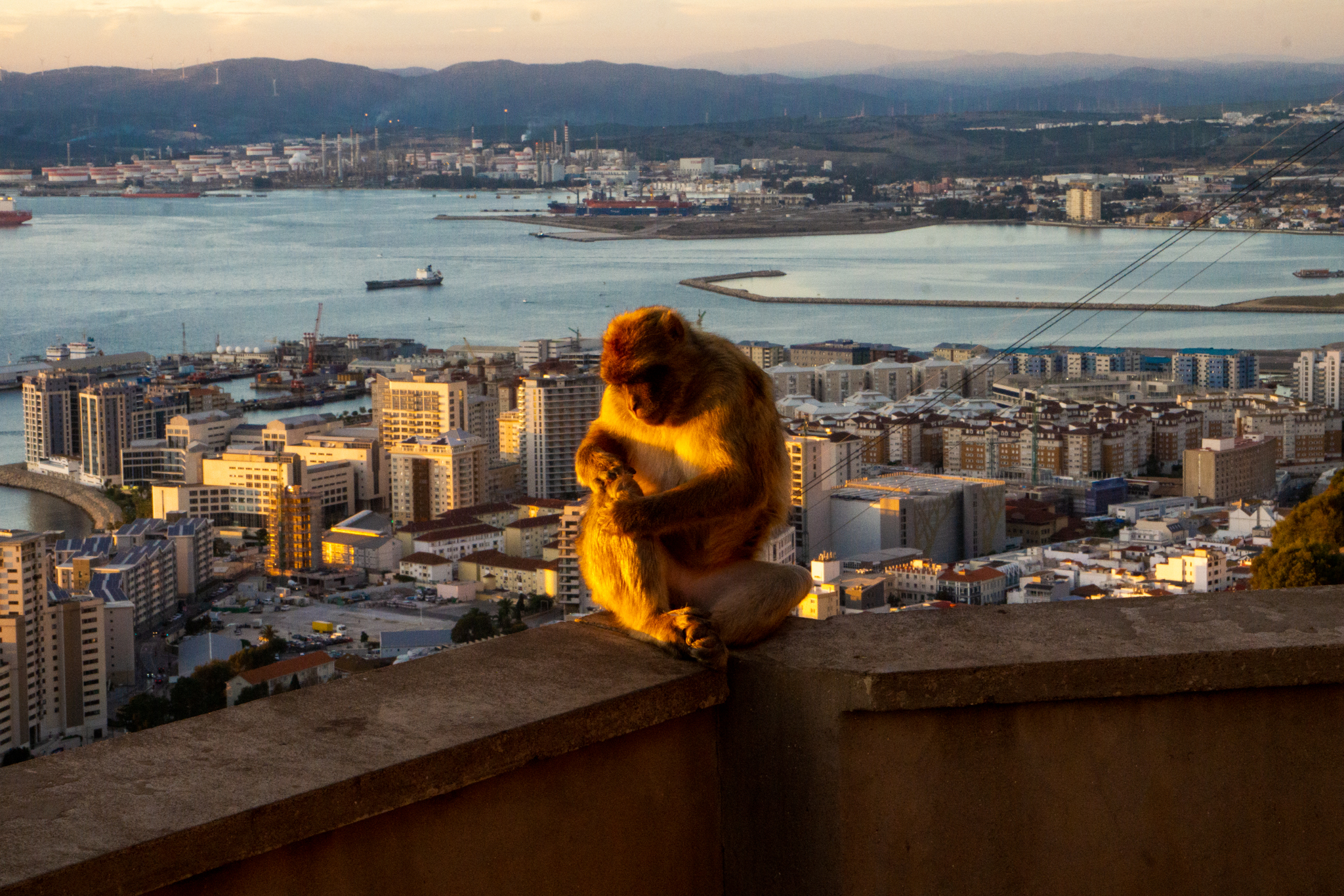 Affe vor Gibraltar