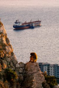 Read more about the article Gibraltar: Die Affen sind los